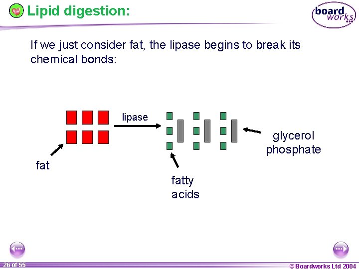 Lipid digestion: If we just consider fat, the lipase begins to break its chemical