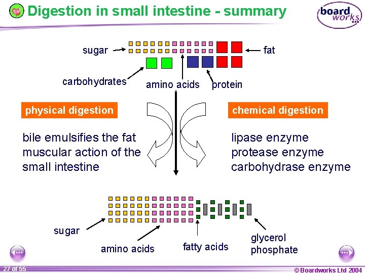 Digestion in small intestine - summary sugar carbohydrates fat amino acids protein physical digestion