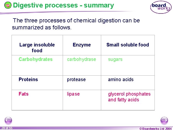 Digestive processes - summary The three processes of chemical digestion can be summarized as