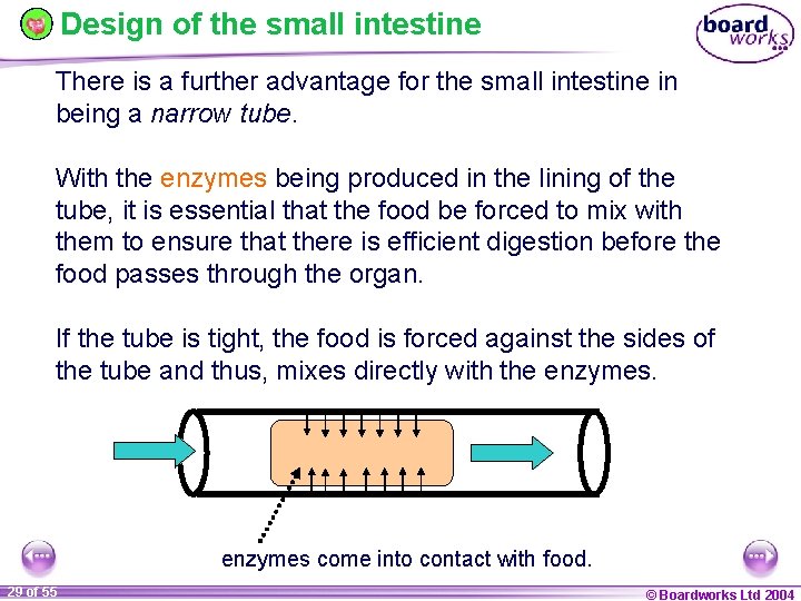 Design of the small intestine There is a further advantage for the small intestine