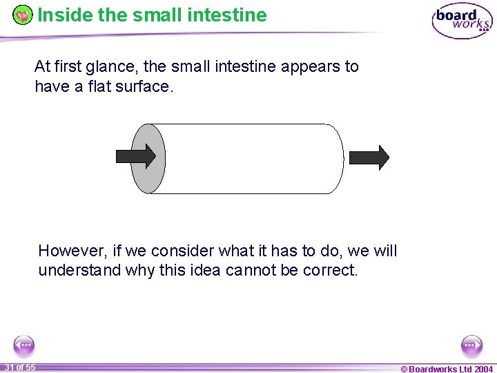 Inside the small intestine At first glance, the small intestine appears to have a