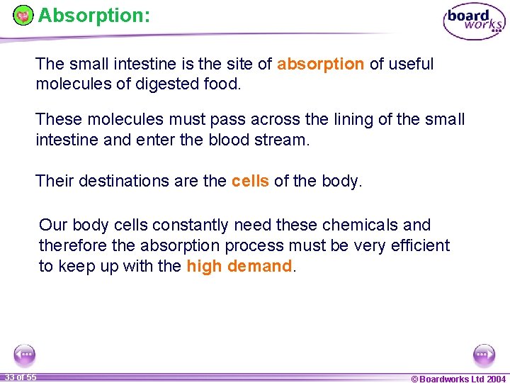 Absorption: The small intestine is the site of absorption of useful molecules of digested