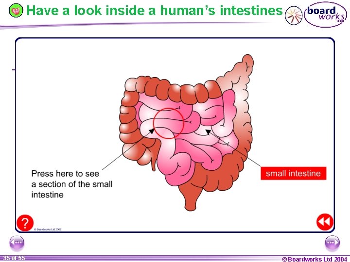 Have a look inside a human’s intestines The small intestine 35 of 55 ©
