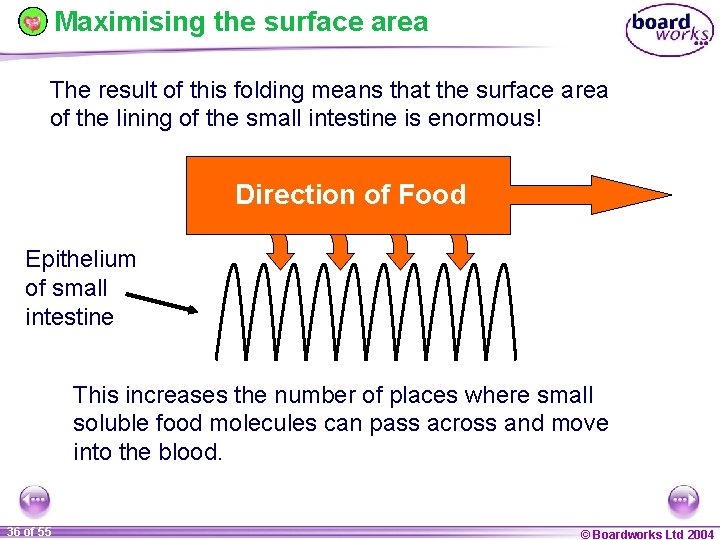 Maximising the surface area The result of this folding means that the surface area
