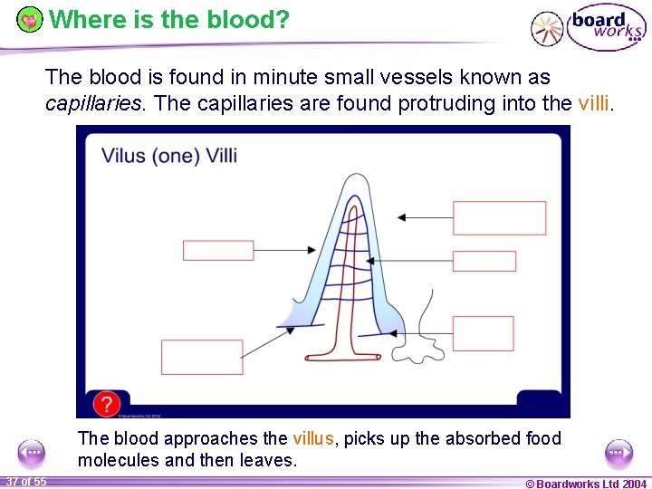 Where is the blood? The blood is found in minute small vessels known as