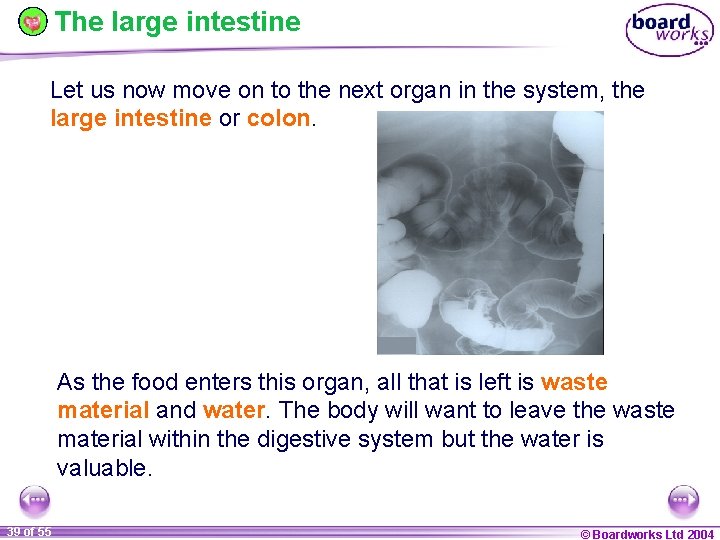 The large intestine Let us now move on to the next organ in the