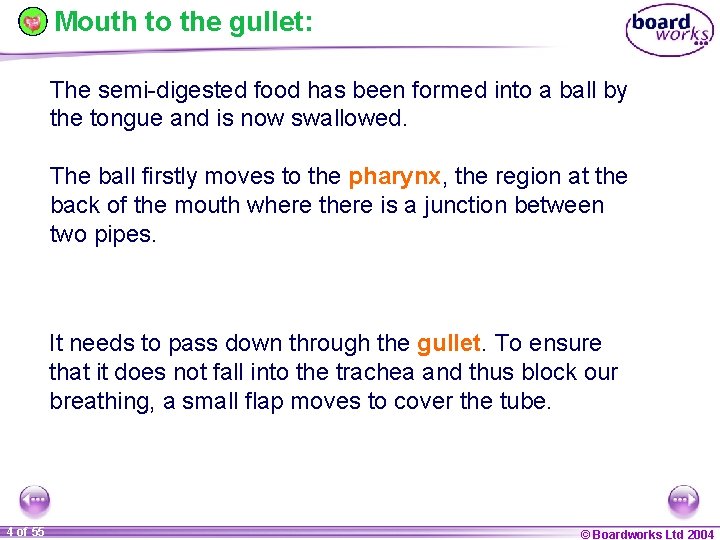 Mouth to the gullet: The semi-digested food has been formed into a ball by