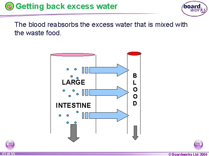 Getting back excess water The blood reabsorbs the excess water that is mixed with
