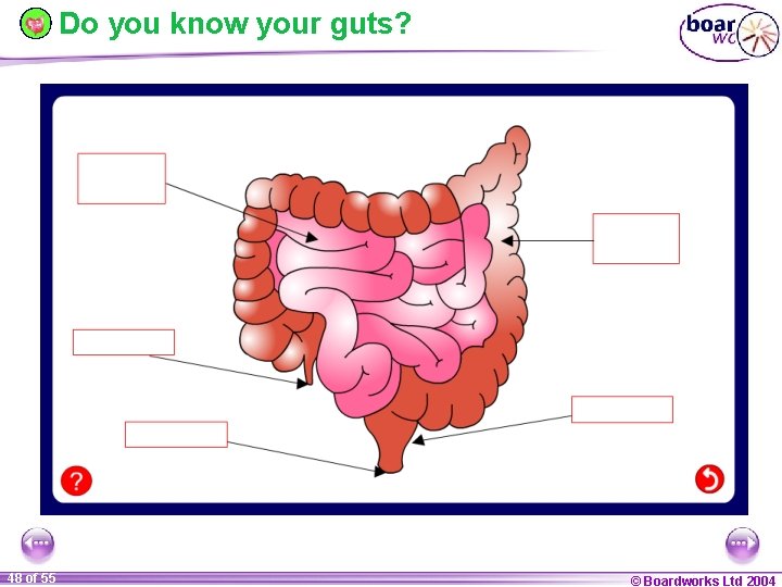 Do you know your guts? 48 of 55 © Boardworks Ltd 2004 