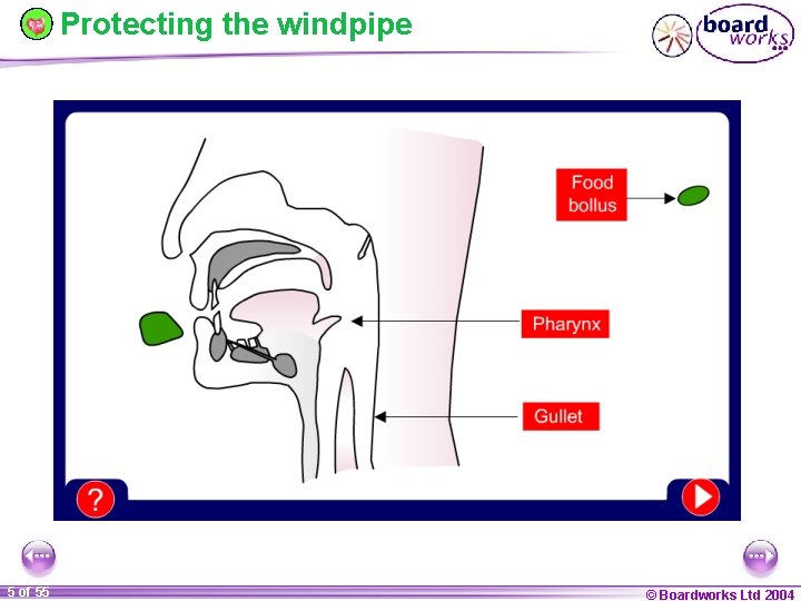 Protecting the windpipe 5 of 55 © Boardworks Ltd 2004 