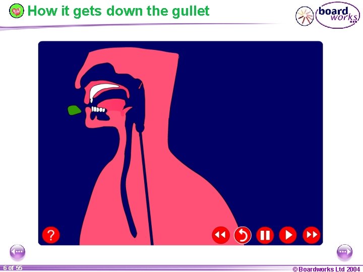 How it gets down the gullet 6 of 55 © Boardworks Ltd 2004 