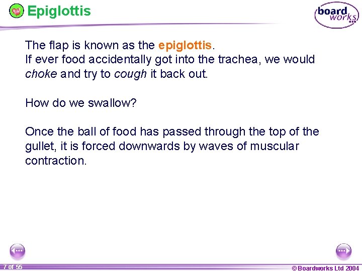 Epiglottis The flap is known as the epiglottis. If ever food accidentally got into