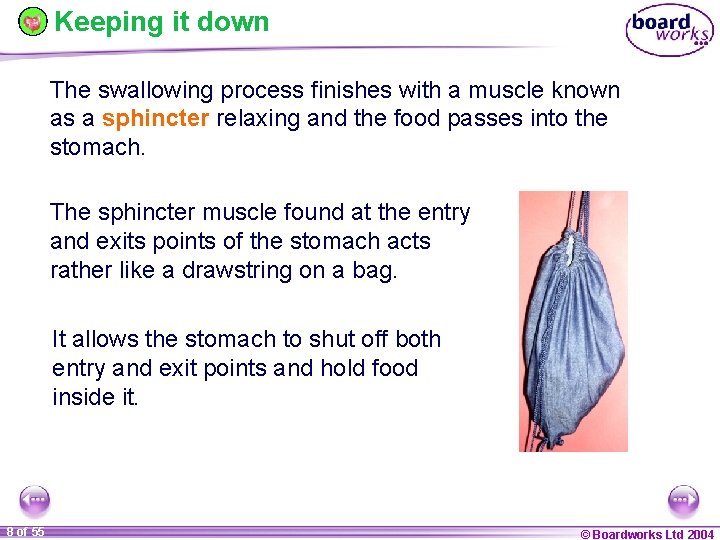 Keeping it down The swallowing process finishes with a muscle known as a sphincter