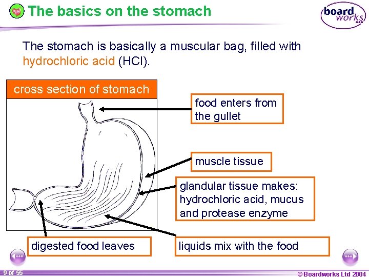 The basics on the stomach The stomach is basically a muscular bag, filled with