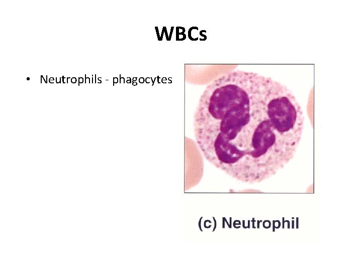 WBCs • Neutrophils - phagocytes 