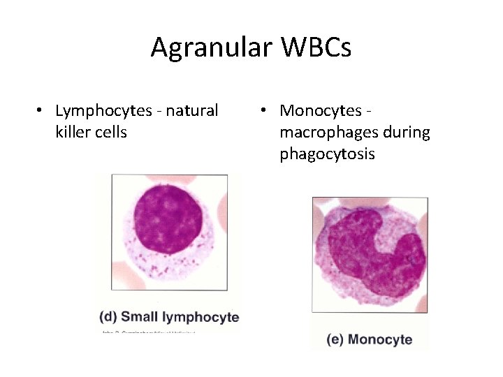 Agranular WBCs • Lymphocytes - natural killer cells • Monocytes macrophages during phagocytosis 