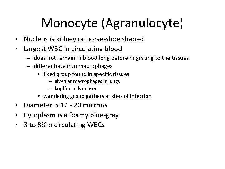 Monocyte (Agranulocyte) • Nucleus is kidney or horse-shoe shaped • Largest WBC in circulating