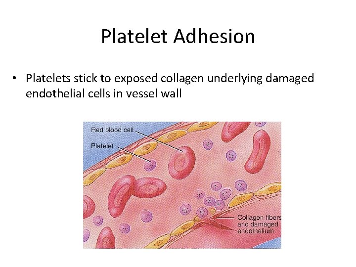 Platelet Adhesion • Platelets stick to exposed collagen underlying damaged endothelial cells in vessel