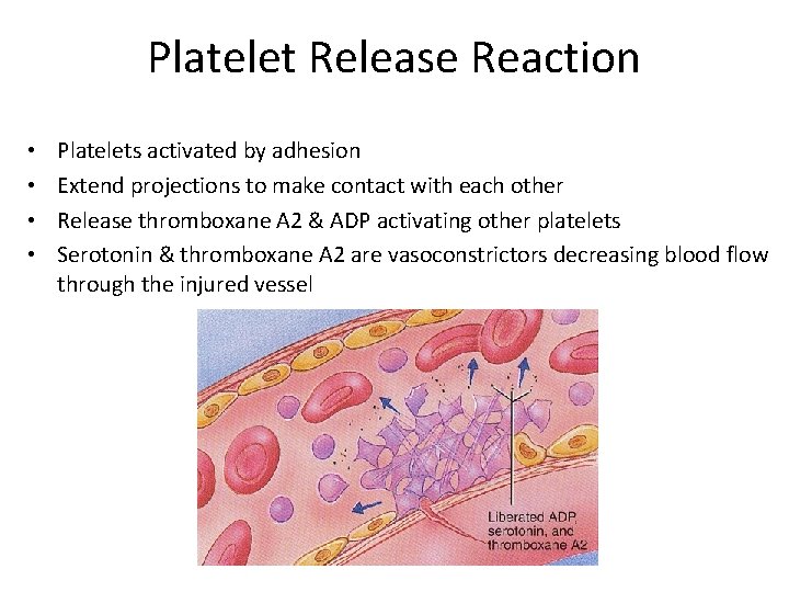 Platelet Release Reaction • • Platelets activated by adhesion Extend projections to make contact