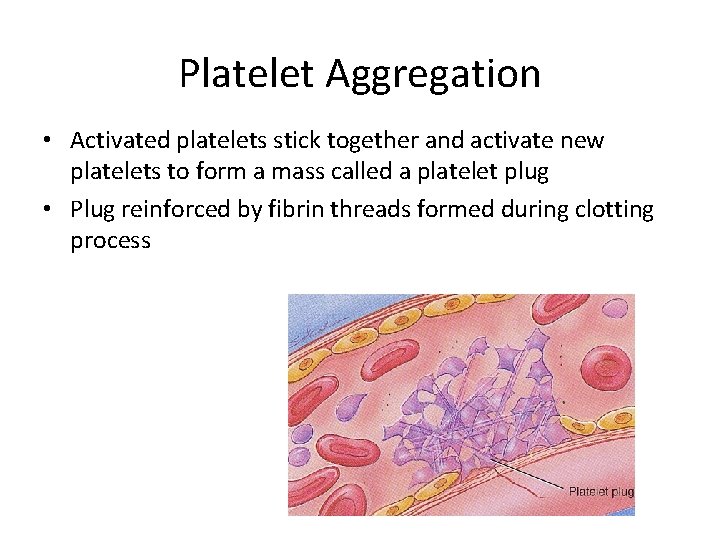Platelet Aggregation • Activated platelets stick together and activate new platelets to form a