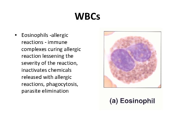 WBCs • Eosinophils -allergic reactions - immune complexes curing allergic reaction lessening the severity