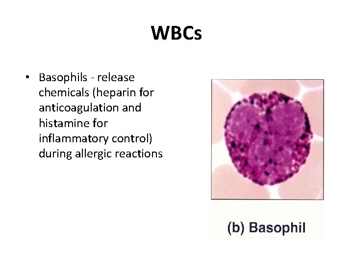 WBCs • Basophils - release chemicals (heparin for anticoagulation and histamine for inflammatory control)