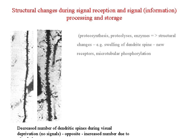 Structural changes during signal reception and signal (information) processing and storage (proteosynthesis, proteolyses, enzymes