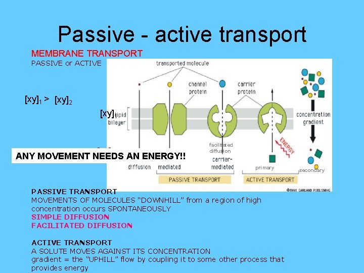 Passive - active transport MEMBRANE TRANSPORT PASSIVE or ACTIVE [xy]1 > [xy]2 [xy]1 [xy]2