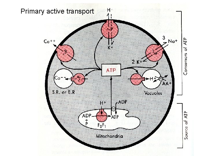 Primary active transport 3 2 