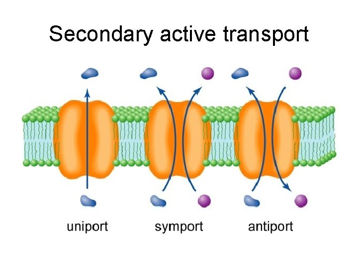 Secondary active transport 