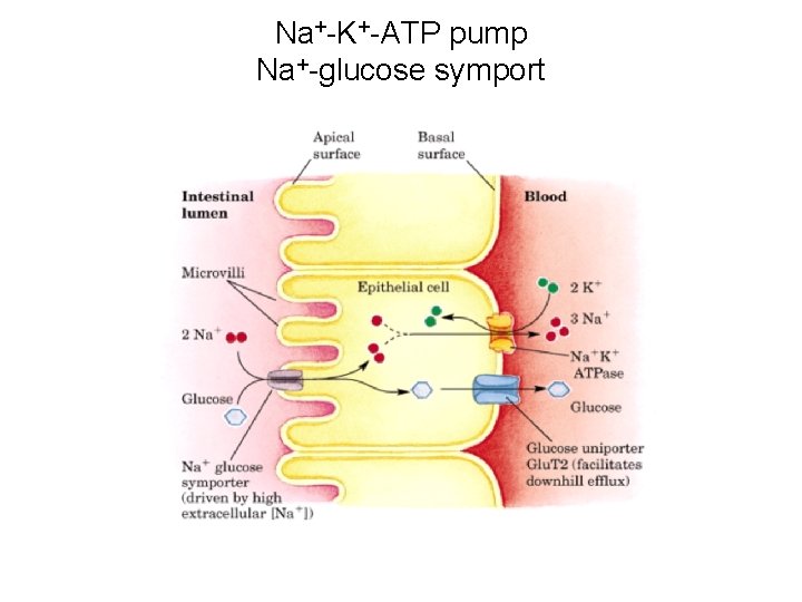 Na+-K+-ATP pump Na+-glucose symport 