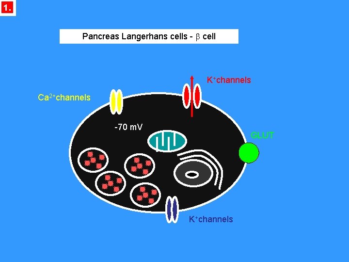1. Pancreas Langerhans cells - b cell K+channels Ca 2+channels -70 m. V GLUT