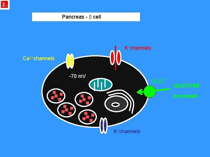 2. Pancreas - b cell K+channels Ca 2+channels -70 m. V GLUT GLUCOSE increased