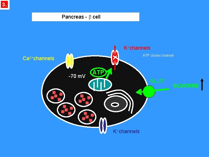 3. Pancreas - b cell K+channels ATP closes channel Ca 2+channels -70 m. V