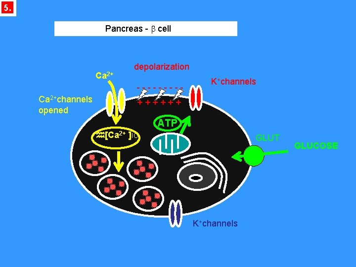 5. Pancreas - b cell Ca 2+ depolarization ----- Ca 2+channels opened K+channels ++++++