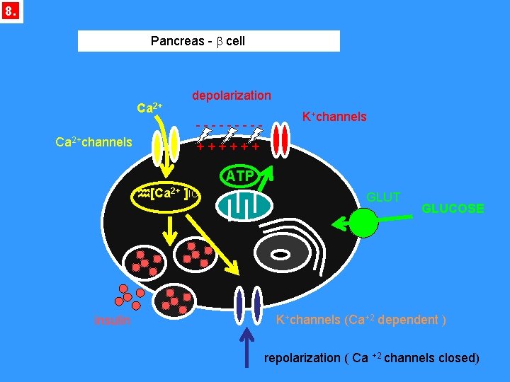 8. Pancreas - b cell Ca 2+ depolarization ----- Ca 2+channels K+channels ++++++ ATP