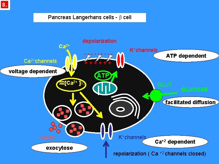 8. Pancreas Langerhans cells - b cell Ca 2+ depolarization ----- Ca 2+channels K+channels