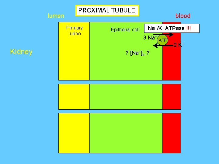 lumen PROXIMAL TUBULE blood Proximal tubule Na /K ATPase !!! Primary urine Kidney +