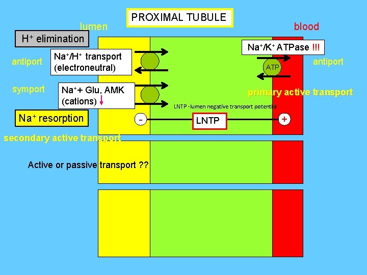 lumen H+ elimination antiport symport PROXIMAL TUBULE Na+/K+ ATPase !!! Na+/H+ transport (electroneutral) antiport