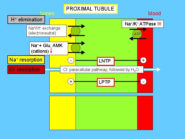 lumen H+ elimination PROXIMAL TUBULE blood Na+/K+ ATPase !!! Na+/H+ exchange (electroneutral) ATP Na++