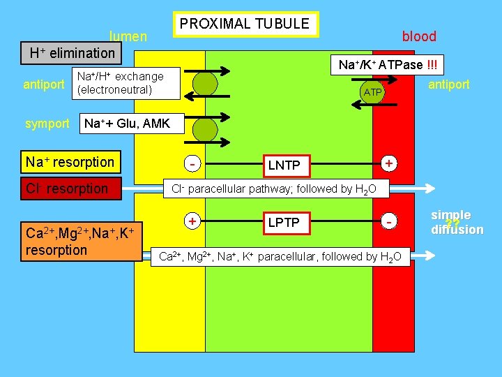 PROXIMAL TUBULE lumen H+ elimination antiport symport blood Na+/K+ ATPase !!! Na+/H+ exchange (electroneutral)