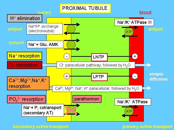 PROXIMAL TUBULE lumen H+ elimination antiport Na+/H+ exchange (electroneutral) symport Na++ Glu, AMK Na+/K+