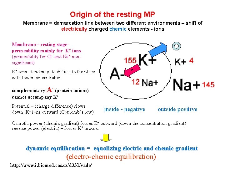Origin of the resting MP Membrane = demarcation line between two different environments –