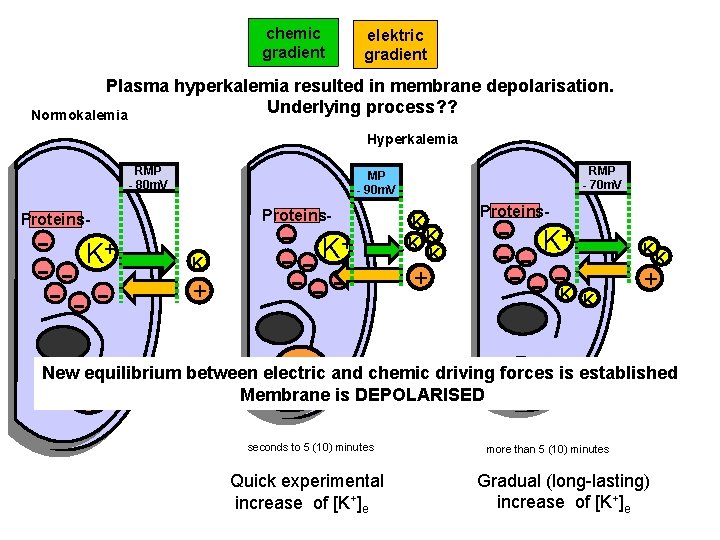 Hyperkalemia chemic gradient elektric gradient Plasma hyperkalemia resulted in membrane depolarisation. Underlying process? ?