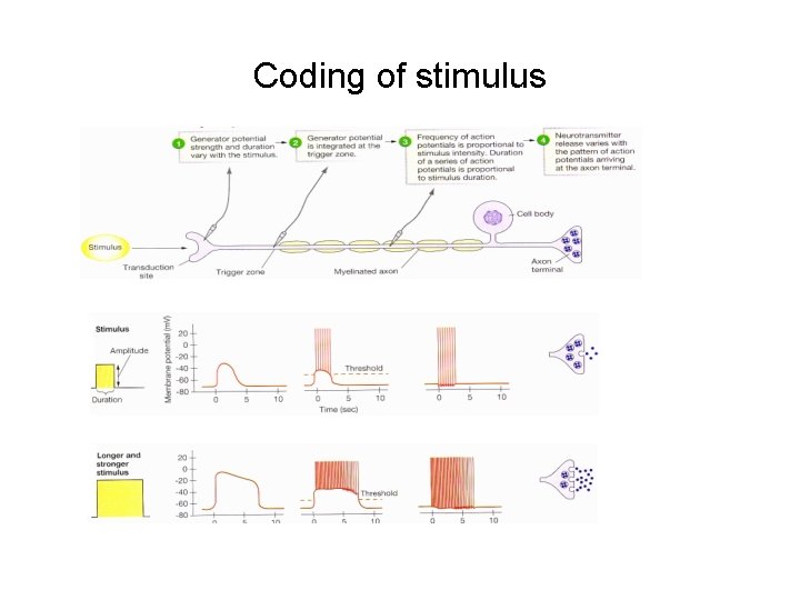 Coding of stimulus 