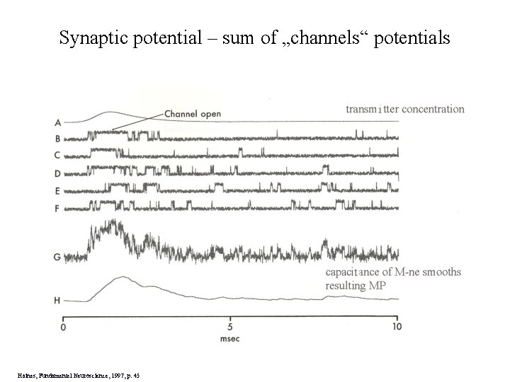 Synaptic potential – sum of „channels“ potentials Haines, Fundamentel Neuroscience, 1997, p. 45 