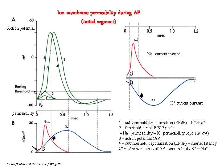 Action potential Ion membrane permeability during AP (initial segment) Na+ current inward K+ current