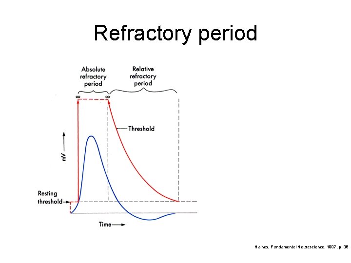 Refractory period Haines, Fundamentel Neuroscience, 1997, p. 38 