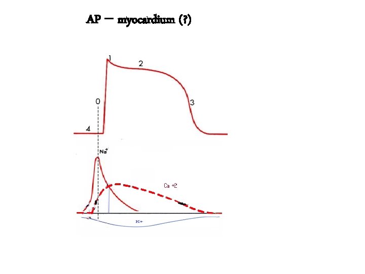 AP – myocardium (? ) 