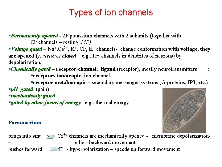 Types of ion channels §Permanently opened - 2 P potassium channels with 2 subunits